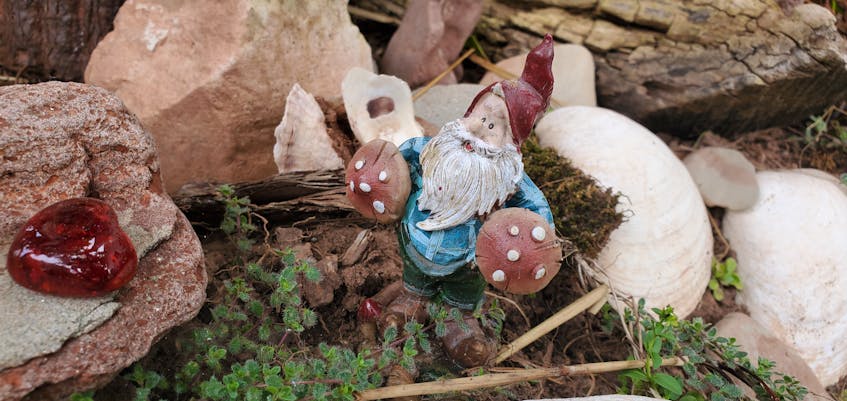 A tiny garden gnome decoration in Kernaghan’s garden. - Colin MacLean