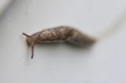  There are really no physical deterrents for slugs, a bait is your best bet to combat them.