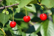 Evans cherries produce beautiful fruit but they've been affected by freezing damage the last couple winters.