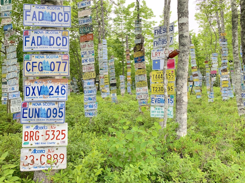 These are some of the thousands of licence plates that Leo Murray has affixed to the trees near his home. Chris Connors/Cape Breton Post