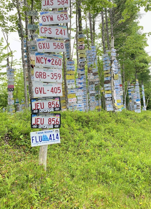 The trees on Leo Murray’s property outside of St. Peter’s are lined with licence plates from around the world. Chris Connors/Cape Breton Post