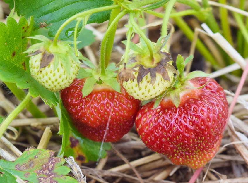The berries at MacLean’s Strawberries are the best they’ve been in years.
 - Adam MacInnis