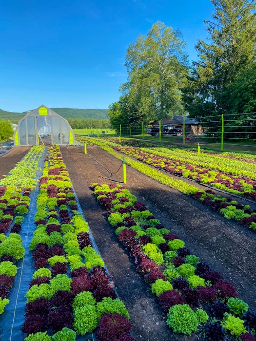 Birchbark Farm in Pasadena is now selling its salad mixes and microgreens through the Western NL Food Hub.