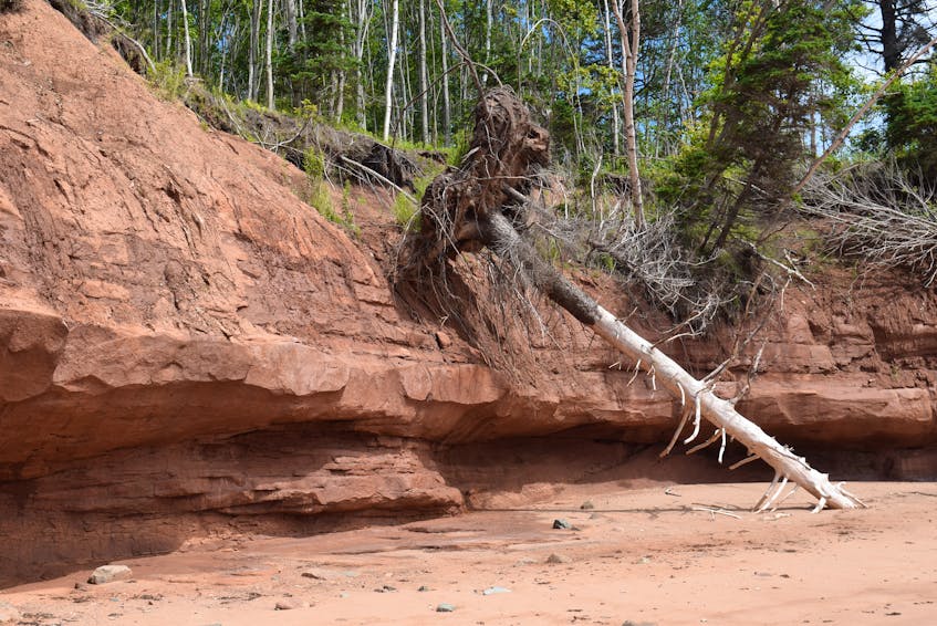 This fallen tree is an example of what happens along an eroding coastline. Geoscientist Caleb Grant warns people not to get too close to the edge, which is often hollow underneath. - Chelsey Gould