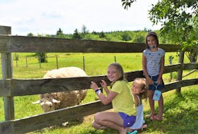 Rhea Stewart (left), Madelaine Rooney and Aubrey Stewart visit with a sheep while visiting the property around Mabel Murple’s Book Shoppe and Dreamery in River John July 18.