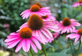 Coneflowers are native to North America and are low care perennials that offer months of beautiful flowers.  – Niki Jabbour