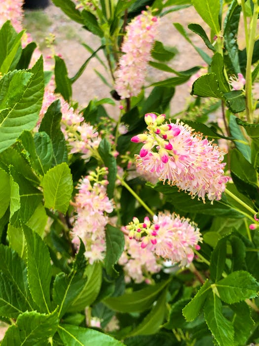 Ruby Spice’ summersweet is a compact shrub with gorgeous pink blooms that emerge in mid-summer. The flowers are extremely fragrant and beloved by bees, butterflies and gardeners. – Niki Jabbour