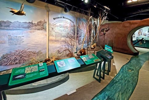 Rennie’s River has a life of its own and stories to tell about how water has shaped the land, city, and history of St. John’s. The Fluvarium allows visitors to watch trout swimming down the river; check out aquariums full of eels, frogs, and other freshwater creatures; and participate in interactive activities in a natural venue.