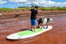 Seven-year-old Michael Barker gives paddleboarding a try in Egmont Bay, P.E.I., while a goat named Wreck hitches a ride. Wreck is one of the flock of Beach Goats, which brings in visitors from across Atlantic Canada who want to paddleboard or do yoga with the goats. - Helen Earley