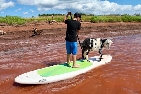 Seven-year-old Michael Barker gives paddleboarding a try in Egmont Bay, P.E.I., while a goat named Wreck hitches a ride. Wreck is one of the flock of Beach Goats, which brings in visitors from across Atlantic Canada who want to paddleboard or do yoga with the goats. - Helen Earley