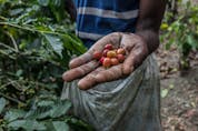  As a potential driver of coffee leaf rust — the world’s most severe coffee plant disease — COVID-19 poses a threat to the coffee industry, according to a new Rutgers University-led study.