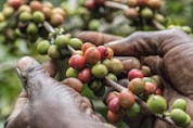Coffee is one of the most widely traded agricultural commodities in the world, supporting the livelihoods of about 100 million people globally, especially in low income countries.