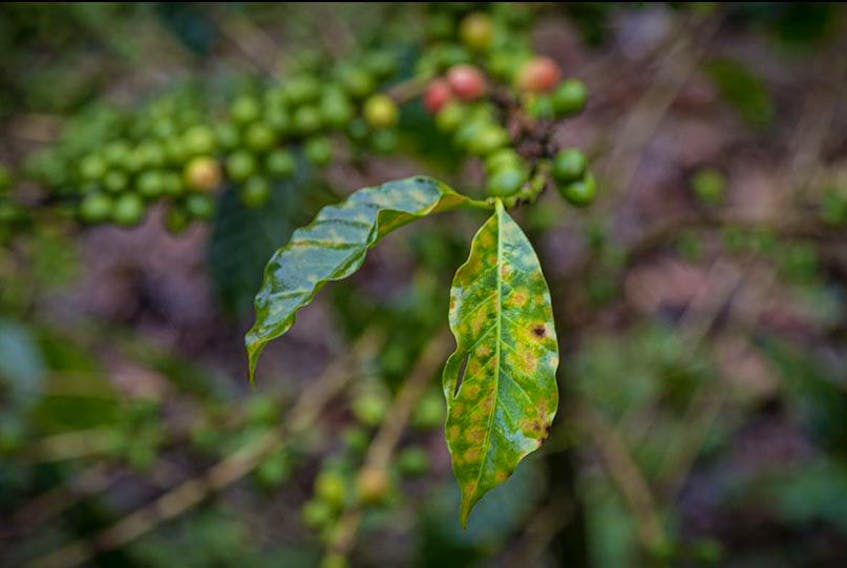  COVID-19’s socio-economic effects will likely cause another severe production crisis in the coffee industry, according to a Rutgers University-led study.