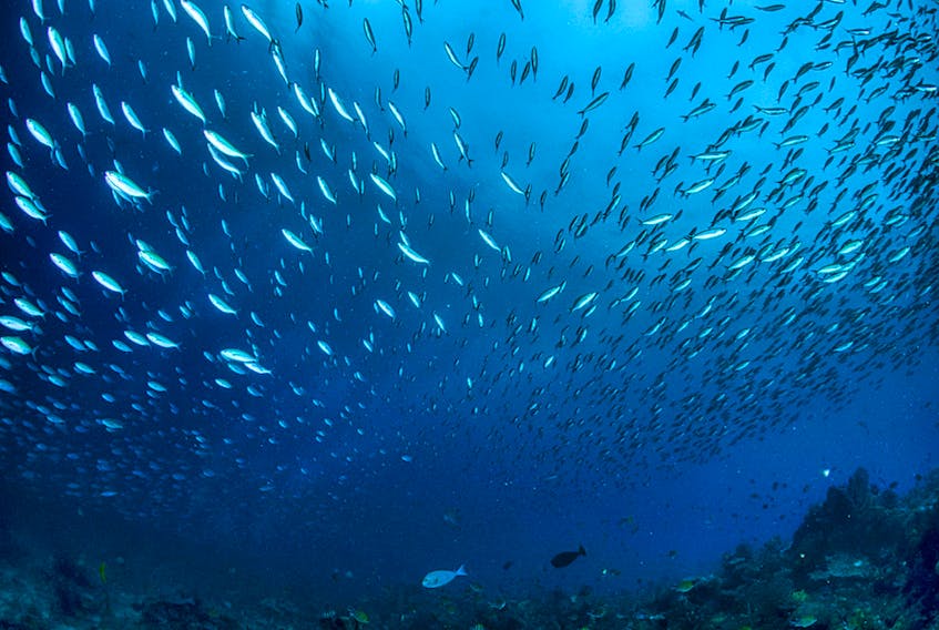 A school of fish swim through waters in Indonesia. - Tom Fisk