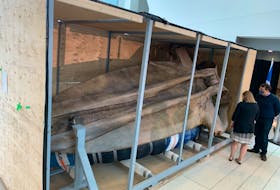 The skull of this blue whale, set to be displayed at Memorial University's new Core Science Facility, is 5.5-metres long.