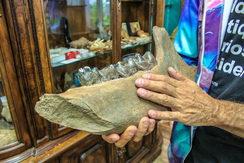 A roughly 40,000-year-old woolly rhinoceros jaw fossil at the Sydney Odditorium. JESSICA SMITH/CAPE BRETON POST 