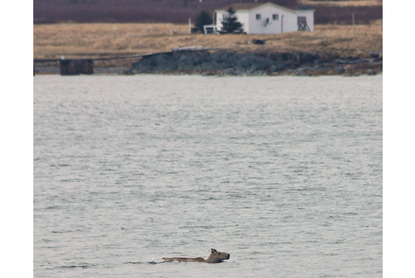 The sight of a swimming caribou near Fogo Island influenced a group of scientists into trying to find out why that happens. Those findings were recently released in an academic paper.