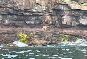 Nova Scotia Lands and Forestry, the Glace Bay Volunteer Fire Department and local fishermen responded to a stranded fawn at the bottom of a 100-foot cliff in Port Morien this week.