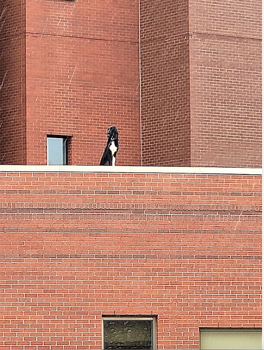 Abby, a one-year-old springer spaniel/collie mix, was spotted on the roof of the Cape Breton Cancer Centre in Sydney on Friday. Abby was rescued by the Nova Scotia SPCA. Contributed • Joey Strickland