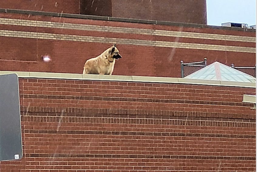 Hank, a husky/German shepherd mix, was spotted on the roof of the Cape Breton Cancer Centre in Sydney. Hank was rescued by the Nova Scotia SPCA. Contributed • Joey Strickland