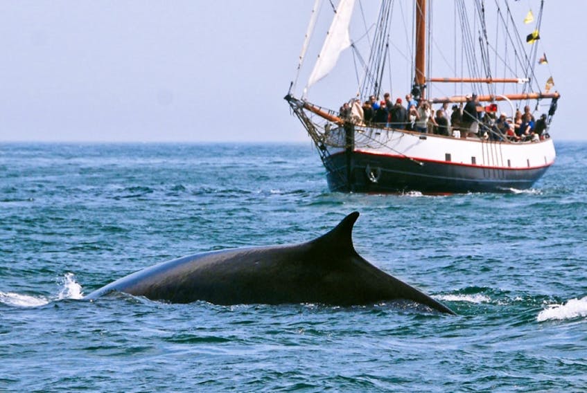 Not only can visitors see whales with Jolly Breeze Tall Ship Whale Adventures, they'll also have the chance to sail on a tall ship. - Jolly Breeze photo