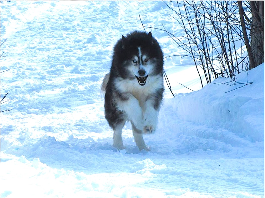 Cooper, an eight-year old husky owned by Arlene Fougere of Meat Cove, at an earlier date. Fougere said she has suffered unbearable grief since her dog was euthanized by the negligence of a veterinarian 11 months ago. Contributed - Sharon Montgomery