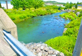 Many residents of Salmon Cove are still concerned and want answers about what caused the blueish-green algae bloom in the town’s river this summer.