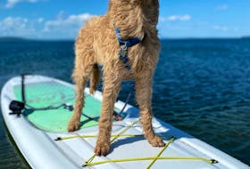 Following his first swim of the year, Oakley, this beautiful seven-month-old Labradoodle decided to get a little adventurous and try the paddleboard. Michaela MacMillan says he ended up being a great swimmer and paddleboarder. You might catch this sporty dog on the water the next time you visit Christmas Island, N.S.  Thanks, Michaela!