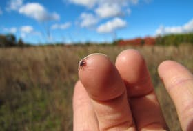 Bug spray containing permethrin will help repel the blacklegged tick, seen here. Photo by the Nature Conservancy of Canada
