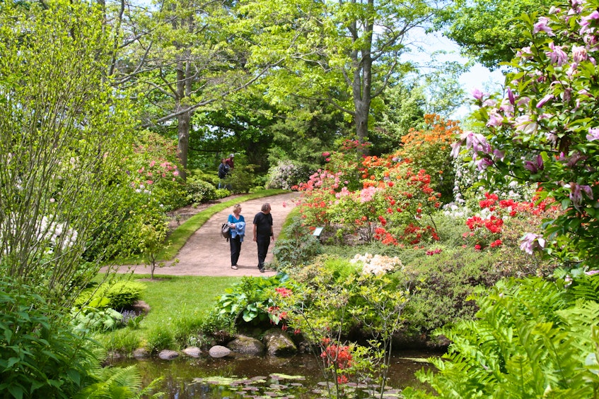 Visitors to the Annapolis Royal Historic Gardens view its rhododendron collection. - Trish Fry