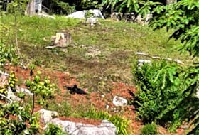 Barbara watched as the crow just lay there, motionless across the street from her home in Lakeside, N.S. Crows speak to the mystery of life. When we encounter crows or ravens, it’s the perfect moment to contemplate the secrets life holds.