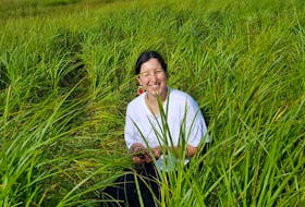 Kalo Sylvester has been picking sweetgrass for years, since she learned the tradition from Elders in her community of Membertou First Nation. She said the cultural practice is a spiritual, meditative experience for her. CONTRIBUTED