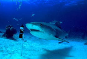 Tiger sharks, historically, have stayed further south, but they have been venturing into the waters around Atlantic Canada over the past few years. “We’ve been tracking some of them pretty far north up to the coast of Labrador," says Fred Whoriskey, executive director of the Ocean Tracking Network. - Jim Abernathy photo