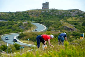 Two berry pickers make their way up a field on Signal Hill Wednesday afternoon.

Keith Gosse/The Telegram