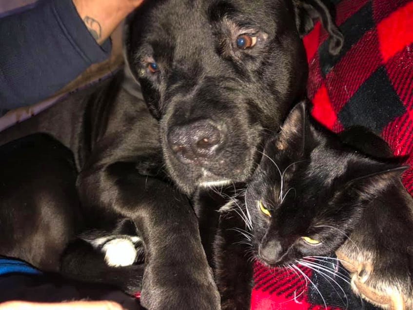 The blanket ban is unfair, according to Alexis Cooke. She said her dog gets along fine with cats and the children in her neighbourhood, and that he's anything but an aggressive guard dog. - Contributed