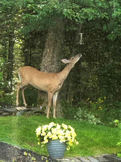 Bob St. Laurent snapped this photo of a visit from ‘Bamby’ in his Chester, N.S. backyard. The deer was attempting to raid his property’s bird feeder. Normally, squirrels do, but Bob said it’s the first time he has seen a deer make an attempt. Fortunately, for him, Bamby was unsuccessful.
