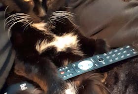 Lorraine Seward-Smith shares this adorable photo of her cat, Doodie, getting ready to watch a little television after a busy day. He turns 18 this fall in Lower Sackville, N.S. Lorraine said his "huge" personality keeps them entertained. 
Thank you for sharing, Lorraine.