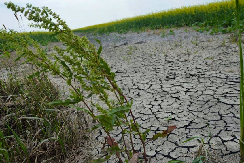 Extremely dry and cracked soil can be seen in a canola field near Ile des Chenes in this picture taken in July. Climate change expert Curtis Hull said that extreme weather patterns will continue in Manitoba because of climate change, and will affect farmers and producers in the coming years and decades. Dave Baxter/Winnipeg Sun