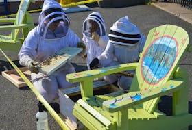 Madison Grace, left, Theodora Iannetti-Hogan and Samantha Iannetti captured the remains Monday of a swarm of honey bees that made a chair on the Sydney wharf their new home. Iannetti, along with her husband Lloyd Hogan, operate Tuckamore Homestead, a commercial bee operation located on Lingan Road, called to the scene to retrieve the wayward bees who will now find a new home on Lingan Road. CAPE BRETON POST PHOTO