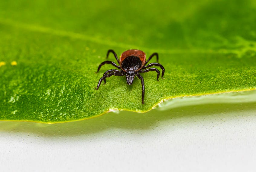 The Nova Scotia College of Pharmacists (NSCP) has given pharmacists the green light to prescribe Lyme disease prevention medication to try and take pressure off clinics an emergency rooms as nearly all counties in Nova Scotia are now considered to be high or moderate risk for Lyme disease due to the increase in blacklegged ticks.  