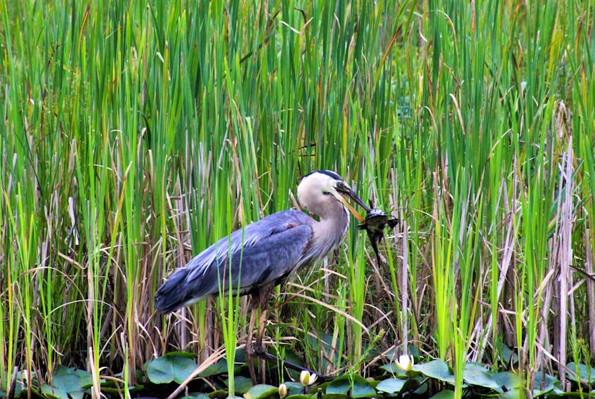 Lee Edgar snapped this photo of a shorebird grabbing a snack at Cranberry Lake in Cole Harbour. He said, by the size of the catfish it looks like it could be lunch and dinner for this hungry blue heron. Thanks, Lee for this snapshot.