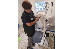 Dawn Noakes gives Koda a trim during a recent grooming appointment. Noakes says the best way to deal with excess pet hair in your home is regular grooming, but there are ways to clean up pet hair, she says.