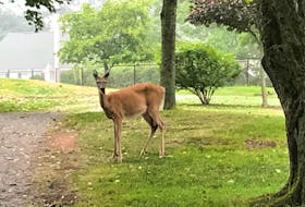 Deer are often seen on the fairways at Truro Golf and Country Club. This one was near hole 11 which is just off the corner of Smith Avenue and Golf Street.