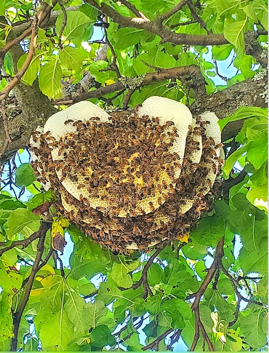 A massive beehive that was located eight feet from a sidewalk and entrance to a park in New Waterforda little over a week ago, was also removed byMacPherson. Contributed - Contributed