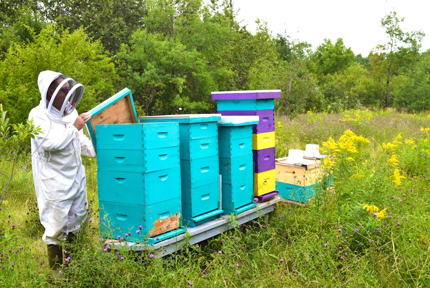 Dave MacPherson, of Dominion, a commercial diver who also owns The Queens Gold, Beekeeping and Honey, checking on some of his 22 beehives he keeps in Point Edward. MacPherson recently removed a beehive with an estimated 60,000-70,000 honey bees from the inside of a Glace Bay woman’s living room wall. Sharon Montgomery-Dupe/Cape Breton Post