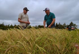 Agriculture and AgriFood Canada researcher Aaron Mills, left, discusses this year's barley crop with maltster John Webster of Shoreline Malting in Harrington, P.E.I. earlier in August. Alison Jenkins • Special to The Guardian