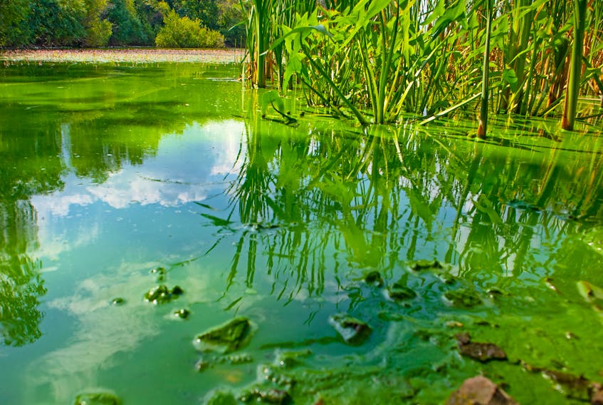 Blue-green algae on the surface of a lake. STOCK