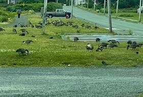A large amount of ducks at the John Bernard Croak Memorial Park in Glace Bay. CONTRIBUTED