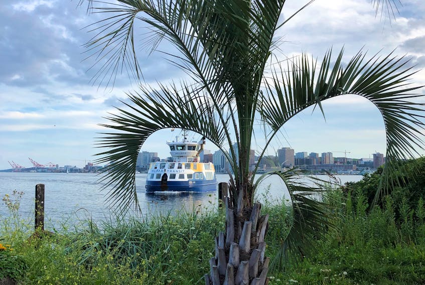 Judy Norris was enjoying a delicious meal at Evan’s Seafood in Dartmouth when she snapped this photo of the ferry, Rita Joe, making its way across Halifax Harbour. “We loved this palm tree picture frame of the ferry arriving. It was a beautiful night on the Dartmouth waterfront.” The Rita Joe is named for the Mi’kmaq artist, songwriter, craftswoman and poet from Eskasoni First Nation in Cape Breton.