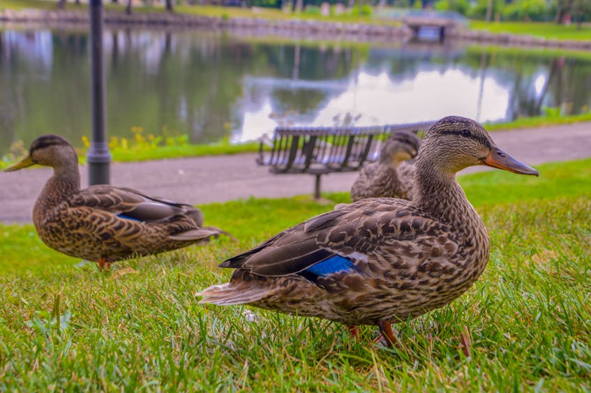 A group of American black ducks recently enjoyed a summer day at Wentworth Park in Sydney. JESSICA SMITH/CAPE BRETON POST - Jessica Smith